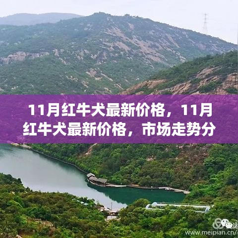 11月红牛犬最新价格及市场走势分析与购买指南