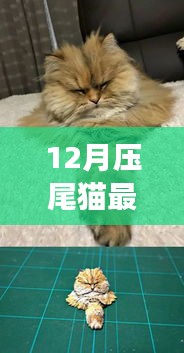 12月压尾猫温馨日常，雪夜趣事与暖心陪伴时光