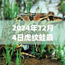 虎纹蛙的成长故事与未来展望，跃变之路的无限可能（最新篇章）