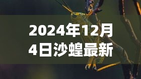 沙蝗家族奇遇记，沙漠冒险之旅的最新篇章（2024年12月4日）