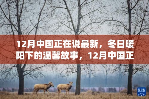 冬日暖阳下的温馨日常，12月中国最新故事分享