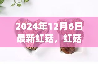 红菇奇遇，一场温馨菌菇的友谊之旅（最新报道，2024年12月6日）