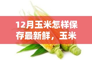 12月玉米保存秘籍，守护鲜甜时光，温馨家园的玉米情缘