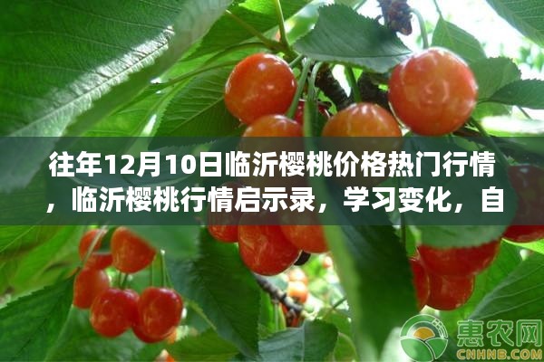 临沂樱桃行情启示录，热门行情下的自信成就梦想之路