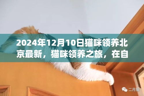 北京最新猫咪领养日探秘，自然怀抱中的心灵宁静之旅