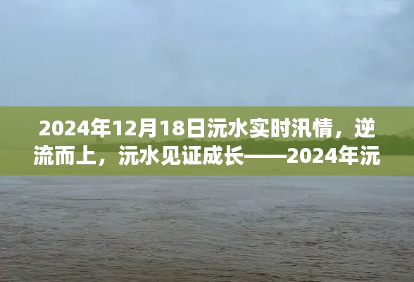 逆流而上，见证成长，2024年沅水汛情下的励志之旅