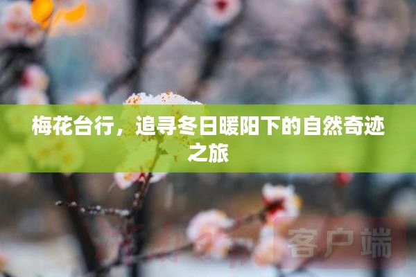 梅花台行，冬日暖阳下的自然奇迹探寻之旅