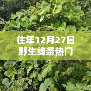 野生线条历年12月27日的热潮盘点