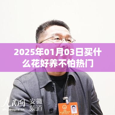 2025年1月3日适合购买哪些易养且热门的植物花卉