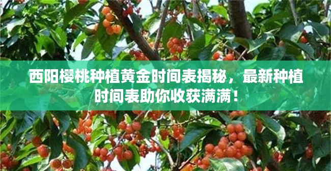 西阳樱桃种植黄金时间表揭秘，最新种植时间表助你收获满满！