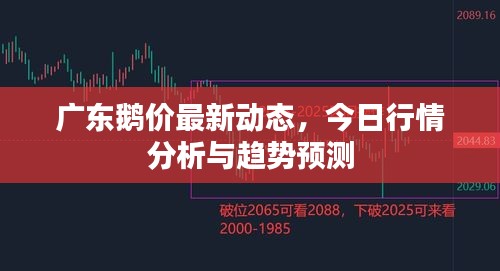 广东鹅价最新动态，今日行情分析与趋势预测