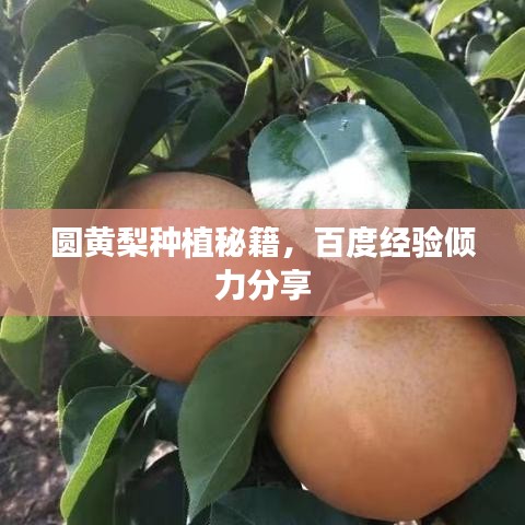 圆黄梨种植秘籍，百度经验倾力分享