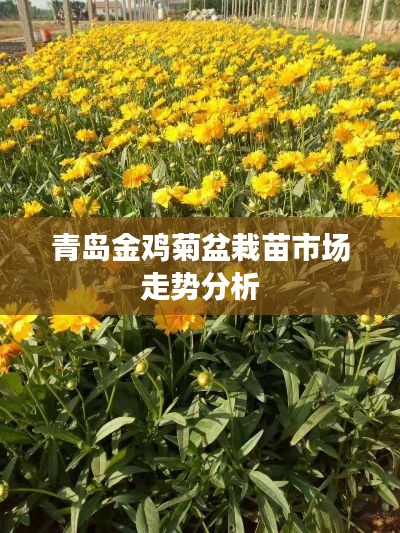 青岛金鸡菊盆栽苗市场走势分析