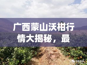 广西蒙山沃柑行情大揭秘，最新市场动态分析！