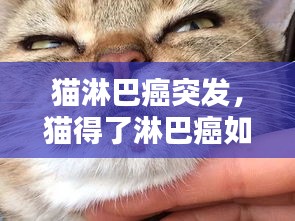 猫淋巴癌突发，猫得了淋巴癌如何治疗 