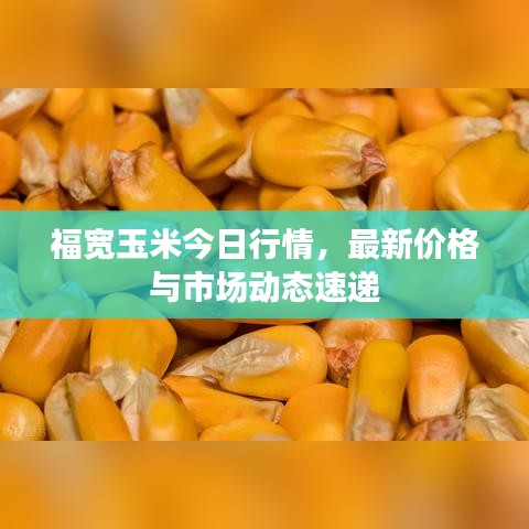 福宽玉米今日行情，最新价格与市场动态速递