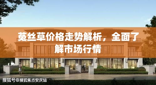 菟丝草价格走势解析，全面了解市场行情