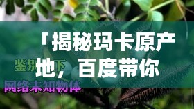 「揭秘玛卡原产地，百度带你探秘奥秘」