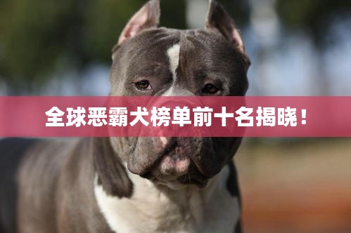 全球恶霸犬榜单前十名揭晓！