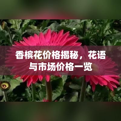 香槟花价格揭秘，花语与市场价格一览