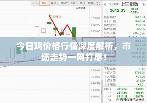 今日鸡价格行情深度解析，市场走势一网打尽！