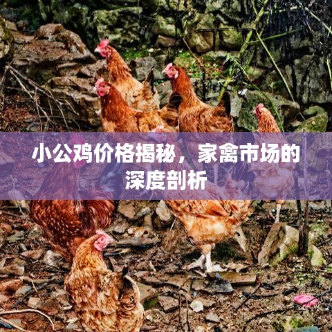 小公鸡价格揭秘，家禽市场的深度剖析