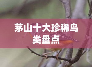 茅山十大珍稀鸟类盘点