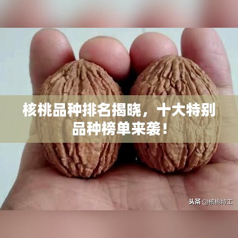 核桃品种排名揭晓，十大特别品种榜单来袭！