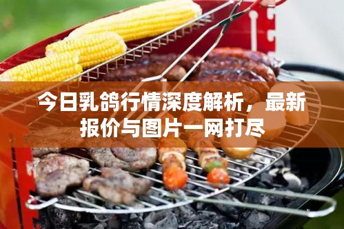 今日乳鸽行情深度解析，最新报价与图片一网打尽