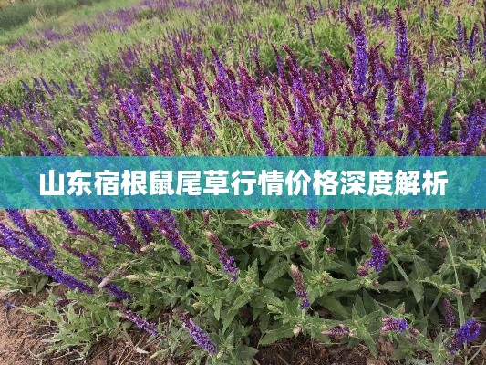 山东宿根鼠尾草行情价格深度解析