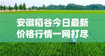 安徽稻谷今日最新价格行情一网打尽