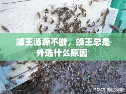 蜂王源源不断，蜂王总是外逃什么原因 