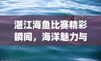 湛江海鱼比赛精彩瞬间，海洋魅力与渔技风采展现视频
