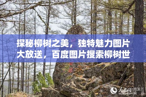 探秘柳树之美，独特魅力图片大放送，百度图片搜索柳树世界