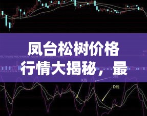 凤台松树价格行情大揭秘，最新报价与趋势分析